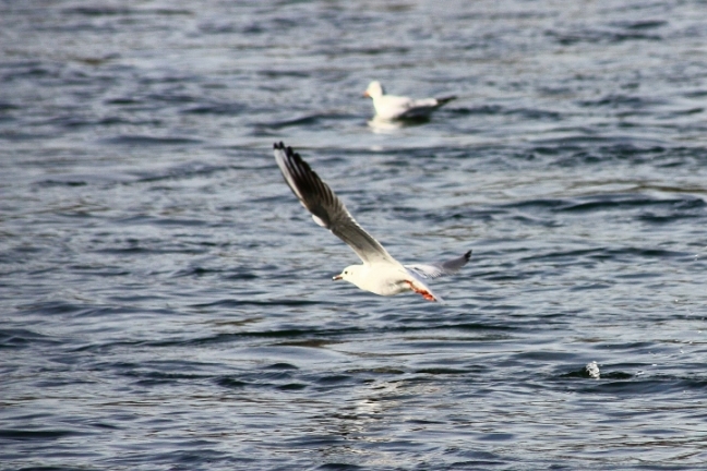 uccelli del fiume Ticino